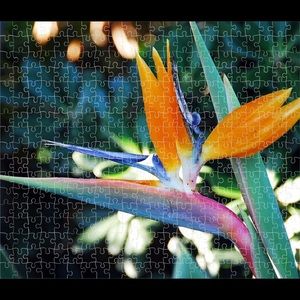 Meet your Posher, Carol ann